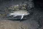 Neolamprologus modestus en milieu naturel &agrave; Bulu point.