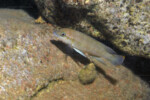 Neolamprologus modestus en milieu naturel sub-adulte &agrave; Bulu point.
