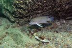 Neolamprologus modestus en milieu naturel sub-adulte &agrave; Bulu point.