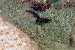 Neolamprologus modestus Helembe