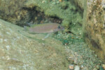 Neolamprologus modestus Helembe