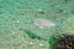 Neolamprologus modestus Helembe