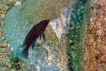 Neolamprologus modestus Helembe
