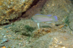 Neolamprologus modestus Helembe