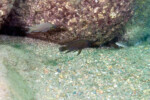 Neolamprologus modestus accompagn&eacute; par un N. brichardi &agrave; Helembe