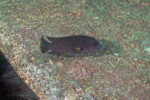 Neolamprologus modestus en milieu naturel &agrave; Mikongolo island.