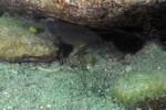 Neolamprologus modestus en milieu naturel &agrave; Mikongolo island.