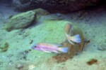 Neolamprologus modestus en milieu naturel
