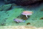 Neolamprologus modestus en milieu naturel