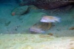 Neolamprologus modestus en milieu naturel