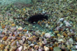 Neolamprologus modestus Molwe