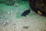 Neolamprologus modestus Molwe