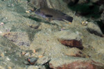 Neolamprologus modestus Molwe