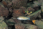 Neolamprologus modestus Molwe
