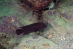 Neolamprologus modestus Molwe