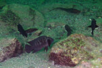 Neolamprologus modestus Molwe