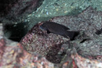 Neolamprologus modestus Molwe