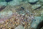 Neolamprologus modestus Molwe