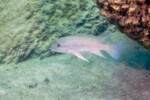 Neolamprologus cf. modestus individu clair &agrave; Mpimbwe