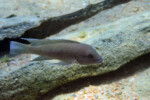Neolamprologus cf. modestus Mpimbwe