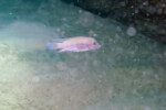 Neolamprologus modestus Mpimbwe