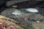 Neolamprologus modestus Muzi