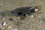 Neolamprologus modestus Muzi