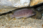 Neolamprologus mustax 7 Neolamprologus mustax