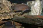 Neolamprologus mustax 5 Neolamprologus mustax