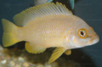 Neolamprologus mustax 2 Neolamprologus mustax