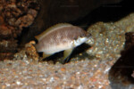 Neolamprologus mustax 3 Neolamprologus mustax