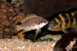 Neolamprologus mustax 4 Neolamprologus mustax