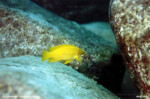 Neolamprologus mustax 8 Neolamprologus mustax