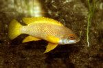 Neolamprologus mustax 9 Neolamprologus mustax