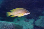Neolamprologus mustax 10 Neolamprologus mustax