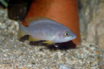 Neolamprologus mustax 6 Neolamprologus mustax