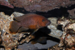 Neolamprologus niger 6 Neolamprologus niger