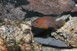 Neolamprologus niger 7 Neolamprologus niger