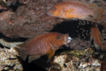 Neolamprologus niger 8 Neolamprologus niger