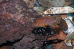 Neolamprologus niger 2 Neolamprologus niger
