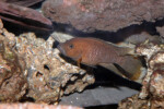 Neolamprologus niger 3 Neolamprologus niger