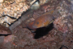 Neolamprologus niger 4 Neolamprologus niger