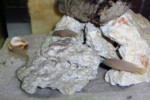Neolamprologus niger 9 Neolamprologus niger