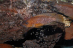 Neolamprologus niger 5 Neolamprologus niger