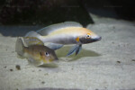 Neolamprologus nigriventris 26 Neolamprologus nigriventris
