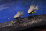 Neolamprologus nigriventris 7 Neolamprologus nigriventris