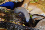 Neolamprologus nigriventris 8 Neolamprologus nigriventris
