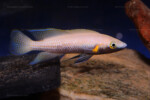 Neolamprologus nigriventris 9 Neolamprologus nigriventris