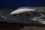 Neolamprologus nigriventris 10 Neolamprologus nigriventris