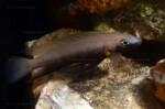 Neolamprologus nigriventris 11 Neolamprologus nigriventris